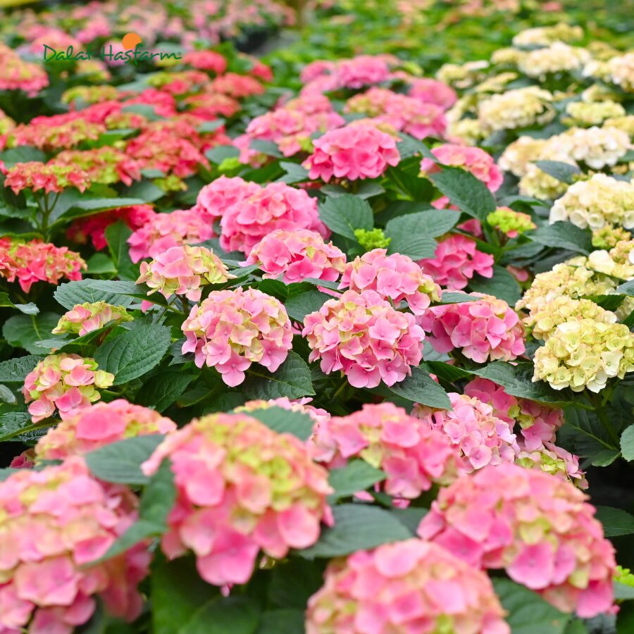 Cẩm Tú Cầu Hoàng Gia – Vẻ đẹp tinh tế đến từ sự khác biệt