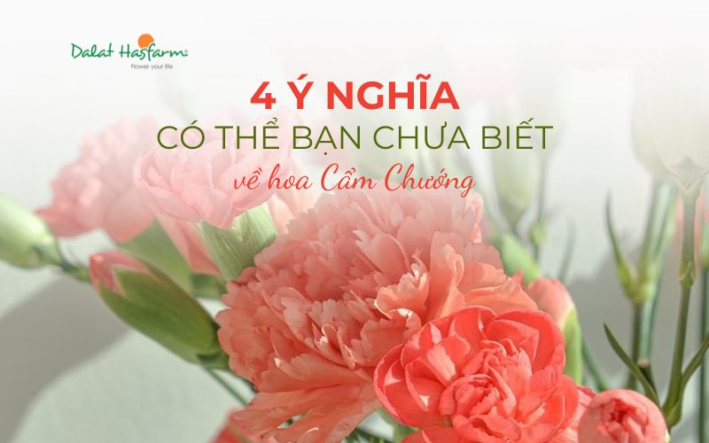 4 Ý nghĩa về hoa Cẩm Chướng (hoa Phăng) có thể bạn chưa biết