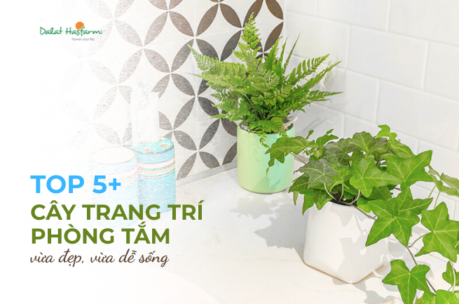 Trồng cây gì trong phòng tắm vừa đẹp, vừa dễ sống? Top 5+ gợi ý hot nhất