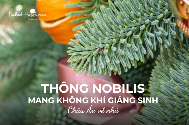 Thông Nobilis là cây gì? Những điều bạn cần biết khi chọn mua thông tươi cho mùa Giáng Sinh
