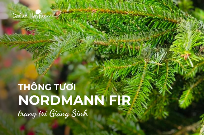 Tìm hiểu về cây thông tươi Nordmann Fir trang trí Giáng Sinh