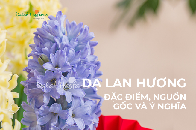 Dạ Lan Hương (Tiên Ông) – Đặc điểm, nguồn gốc và ý nghĩa