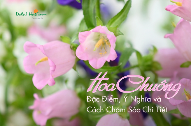 Hoa Chuông (Campanula): Đặc Điểm, Ý Nghĩa và Cách Chăm Sóc Chi Tiết Hoa Chuông (Campanula): Đặc Điểm, Ý Nghĩa và Cách Chăm Sóc Chi Tiết