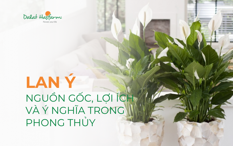 Lan Ý: Nguồn gốc, lợi ích và ý nghĩa trong phong thủy