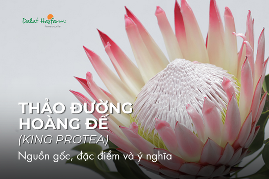 Thảo Đường Hoàng Đế (King Protea) là hoa gì? Nguồn gốc, đặc điểm và ý nghĩa Thảo Đường Hoàng Đế (King Protea) là hoa gì? Nguồn gốc, đặc điểm và ý nghĩa